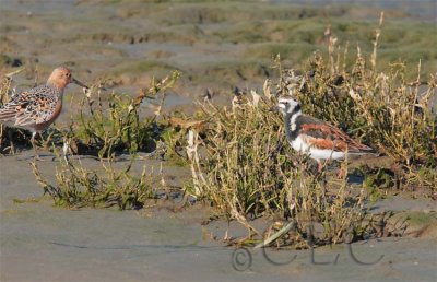 Ruddy Turnstone with Red Knot AE2D8463 copy.jpg