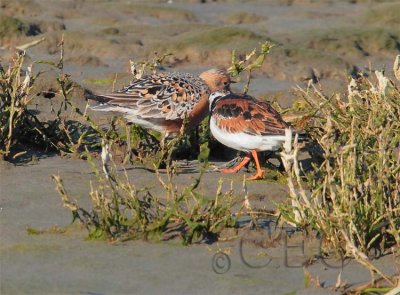 Ruddy Turnstone  with Red Knot  AE2D8465 copy.jpg