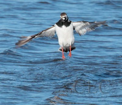 Ruddy Turnstone  5/6  AE2D8537 copy.jpg