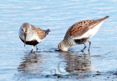 Dunlin AE2D7193 copy.jpg