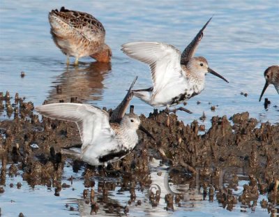 Dunlin (Dowitcher in background)  AE2D7212 copy.jpg