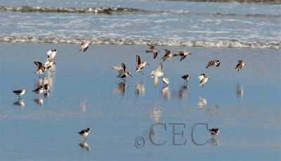 Dunlin with Western Sandpipers and Semipalmated Plovers  AE2D7235 copy.jpg