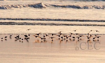 Dunlin with Western Sandpipers AE2D7307 copy.jpg