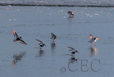 Dunlin with Western Sandpipers and Semipalmated Plover  AE2D7330 copy.jpg