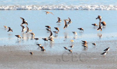 Dunlin with Western Sandpipers and Semipalmated Plovers  AE2D7445 copy.jpg