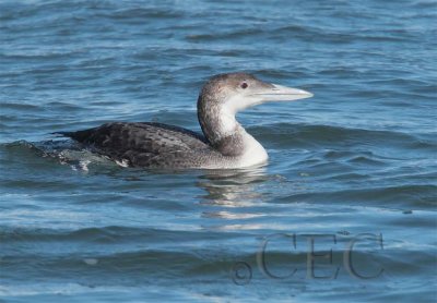 Yellow-billed Loon, winter plumage, Willapa Bay, WA May AE2D7654 copy.jpg