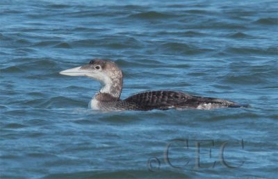 Yellow-billed Loon, winter plumage AE2D7655 copy.jpg