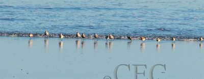 Dunlin with Western Sandpipers, running from wave AE2D7691 copy.jpg