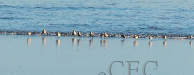 Dunlin with Western Sandpipers, running from wave  AE2D7691 copy.jpg