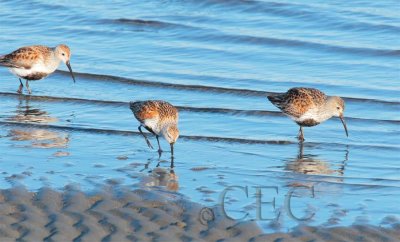 Dunlin AE2D8181 copy.jpg
