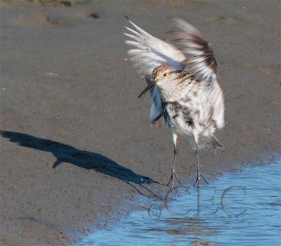 Dunlin AE2D8556.jpg
