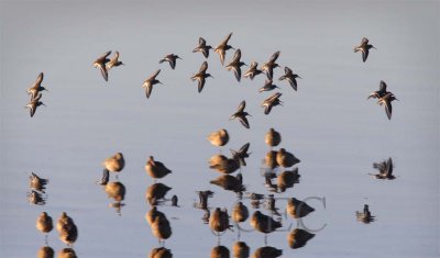 Dunlin with Marbled Godwits  _T4P3257 copy - Copy.jpg