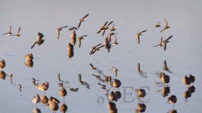 Dunlin with Marbled Godwits  _T4P3258 copy - Copy.jpg