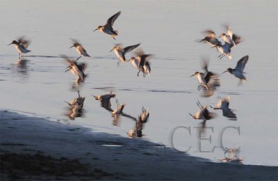 Dunlin non-breeding plumage _Z062296 copy.jpg