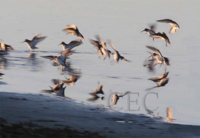 Dunlin  _Z062297 copy.jpg