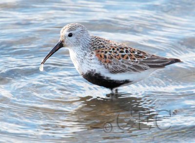 Dunlin  AE2D7219 copy.jpg