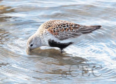 Dunlin  AE2D7221 copy.jpg