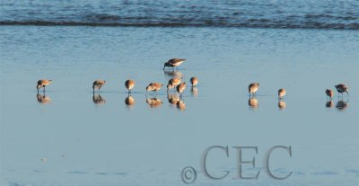 Dunlin and a couple 'peeps'  AE2D7698 copy.jpg