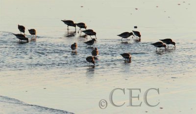 Dunlin and a couple 'peeps'  AE2D7754 copy.jpg