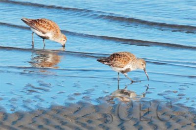 Dunlin  AE2D8174 copy.jpg