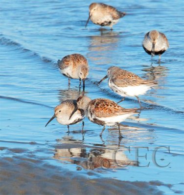 Dunlin  AE2D8190 copy.jpg