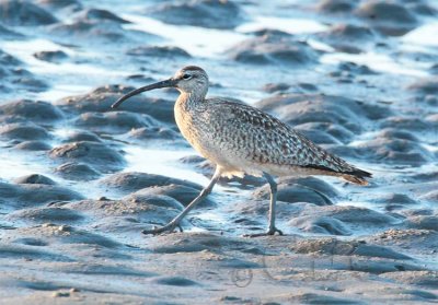 Whimbrel