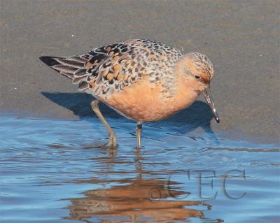 Red Knot  AE2D8428 copy.jpg