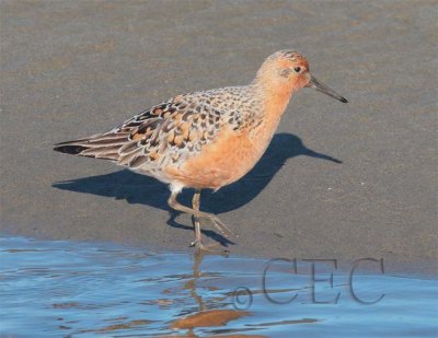 Red Knot  AE2D8433 copy.jpg