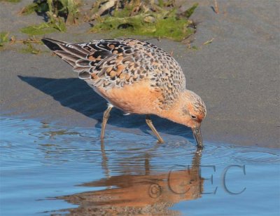 Red Knot  AE2D8447 copy.jpg