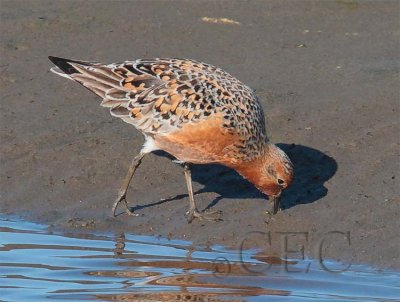Red Knot  AE2D8521 copy.jpg