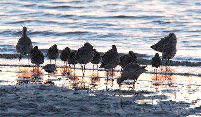 Marbled Godwits (and smaller Dowitchers) (and a Dunlin)  AE2D7868 copy - Copy.jpg