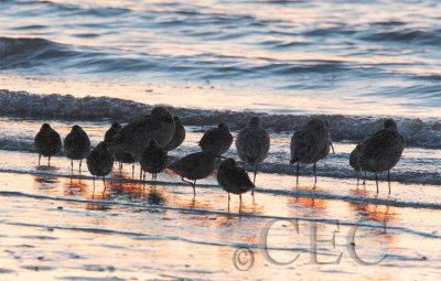 Marbled Godwits (and smaller Dowitchers)   AE2D7879 copy - Copy.jpg