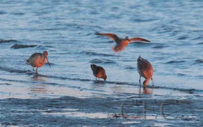 Marbled Godwits (and smaller Dowitcher)  AE2D7895 copy - Copy.jpg
