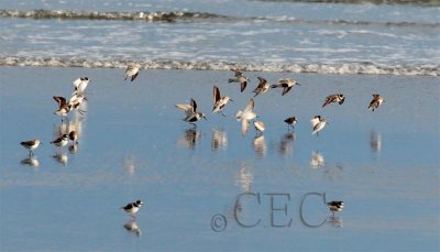 Semipalmated Plovers with Dunlin and peeps  AE2D7235 copy.jpg