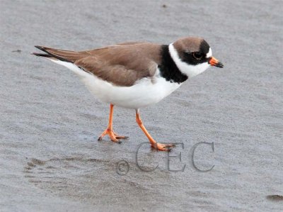 Semipalmated Plover AE2D7249 copy.jpg