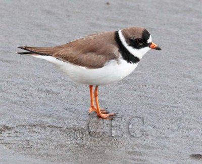 Semipalmated Plover AE2D7250 copy.jpg