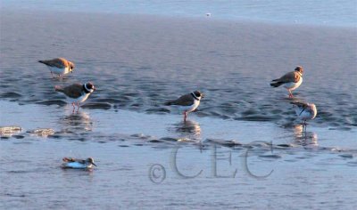 Semipalmated Plovers  and peeps  AE2D7313 copy.jpg