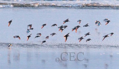 Semipalmated Plovers with Dunlin and peeps  AE2D7331 copy.jpg