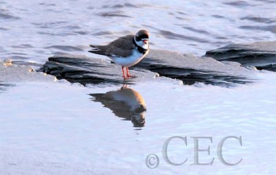 Semipalmated Plover AE2D7343 copy.jpg