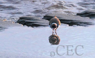 Semipalmated Plover AE2D7347 copy.jpg