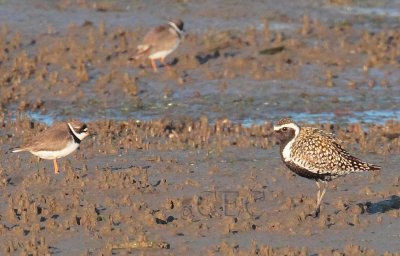 Pacific Golden Plover (breeding plumage) (Semipalmated plovers) AE2D8086 copy.jpg