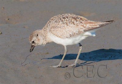 Black-Bellied Plover (non-breeding plumage) eating thin red worm  AE2D8497 copy.jpg