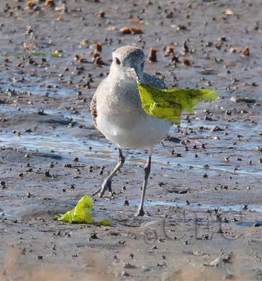 Black-Bellied Plover (non-breeding plumage) AE2D8595 copy.jpg