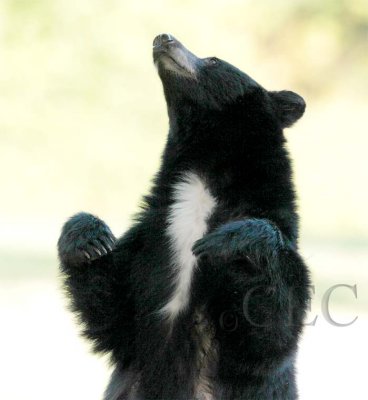 Mother looks up at cubs in tree  AEZ27610 copy.jpg