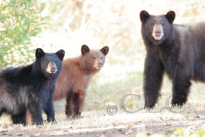 Mother and cubs  AEZ27742 copy.jpg