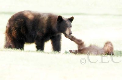 Mother-Cub play 1/4 AEZ27972.jpg