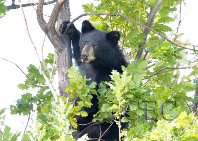 Climbing Cub 1/5  AEZ28037 copy.jpg