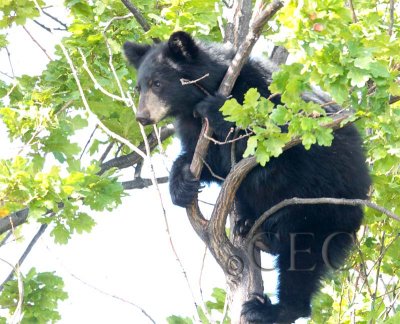 Climbing Cub 2/5  AEZ28048 copy.jpg