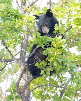 Climbing Cub 5/5  AEZ28080 copy.jpg