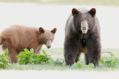 Menacing Mother with Cub  AEZ28137 copy.jpg